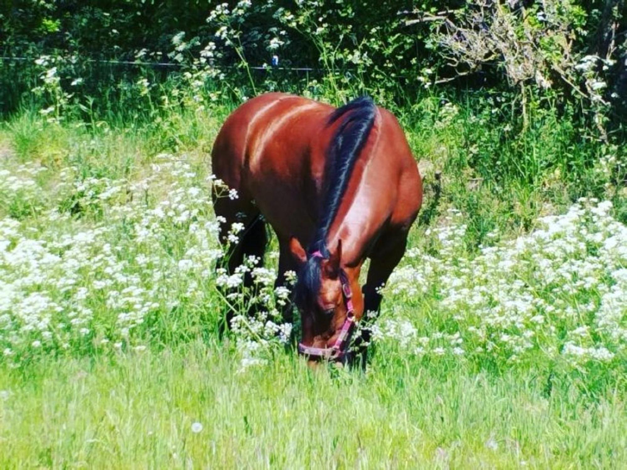 Ferienwohnung Reitanlage Baerenz Selk Bagian luar foto
